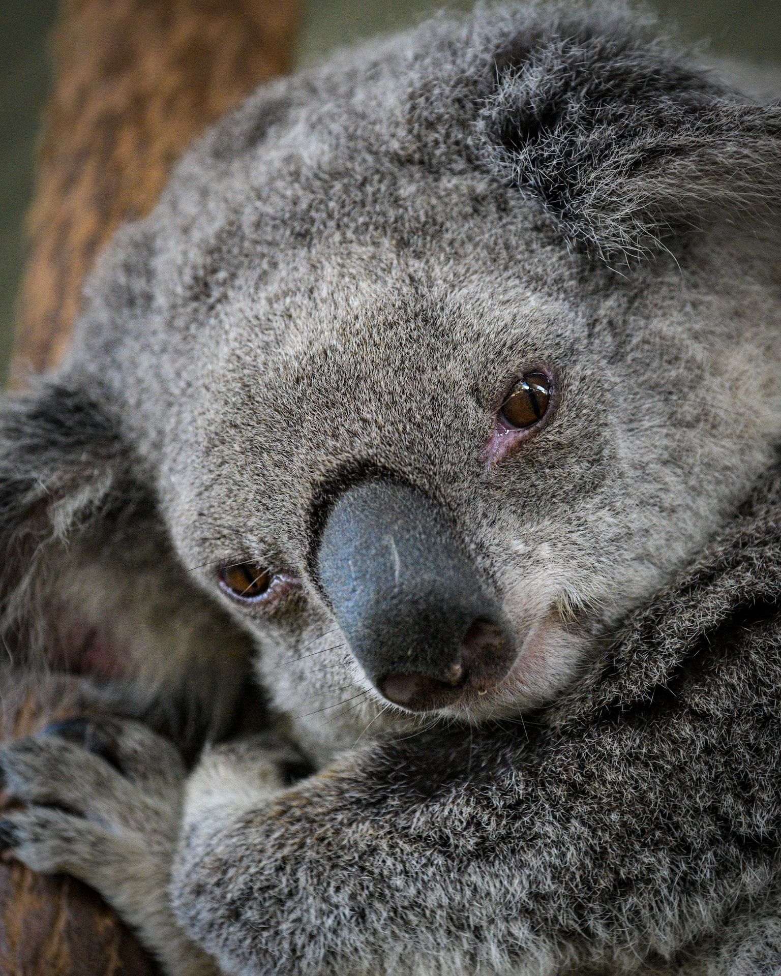 How long is the Kennett River Koala Walk?