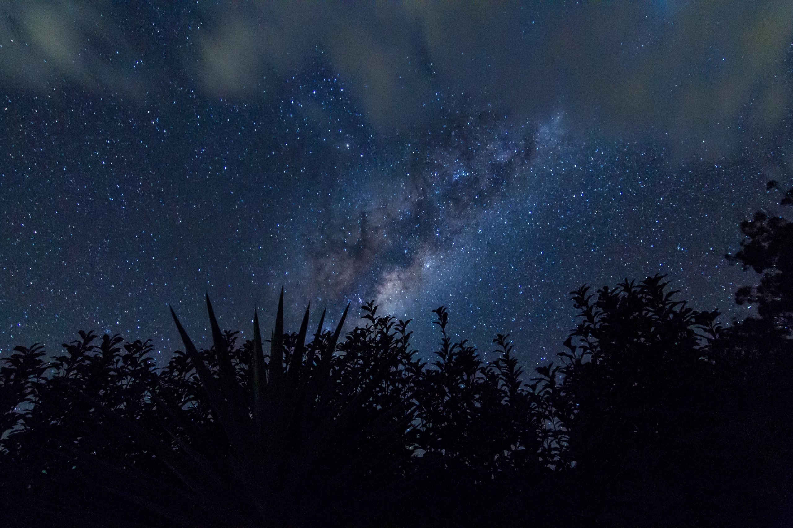 Where can I see koalas in Great Otway National Park?