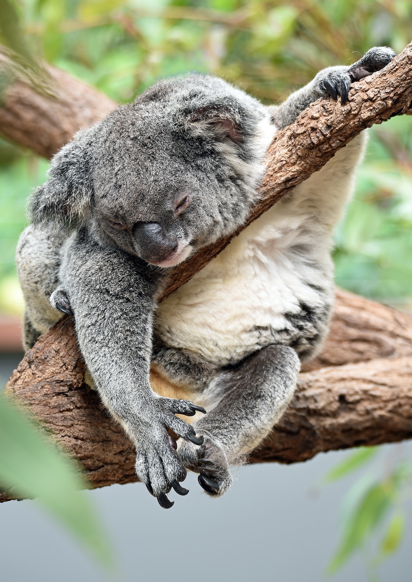 Can you do Great Ocean Road in one day from Melbourne?