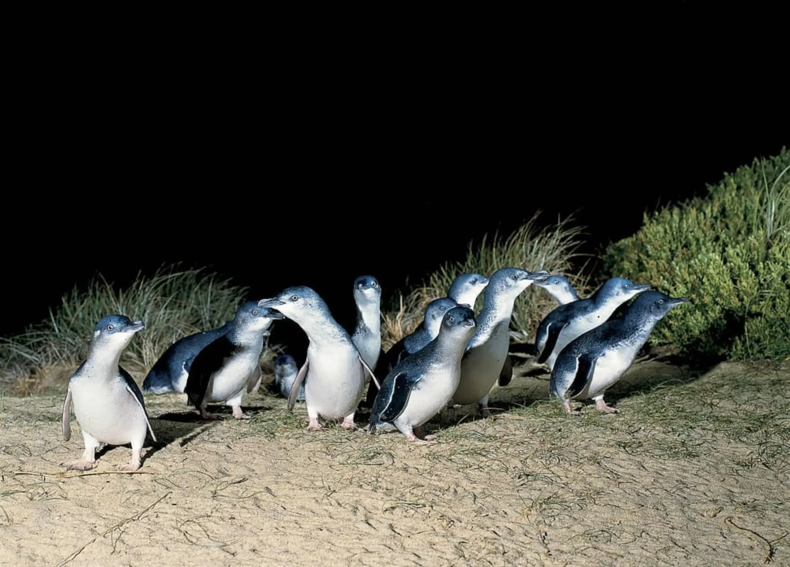 Penguins Plus, Phillip Island