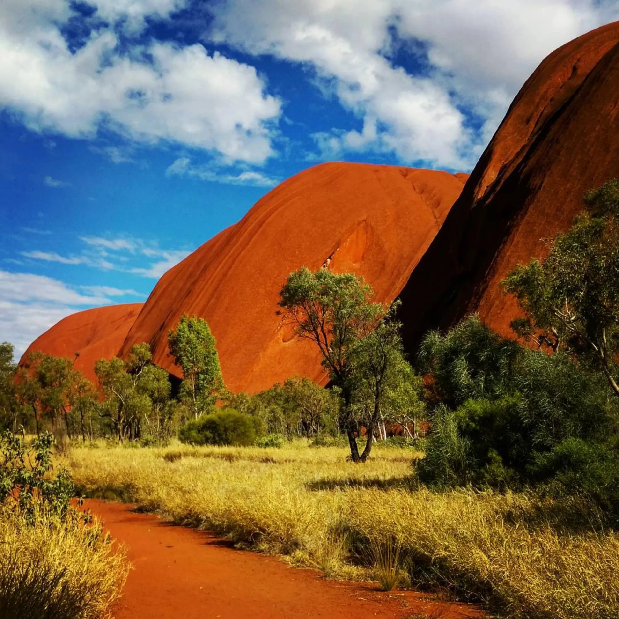 desert oaks, Uluru