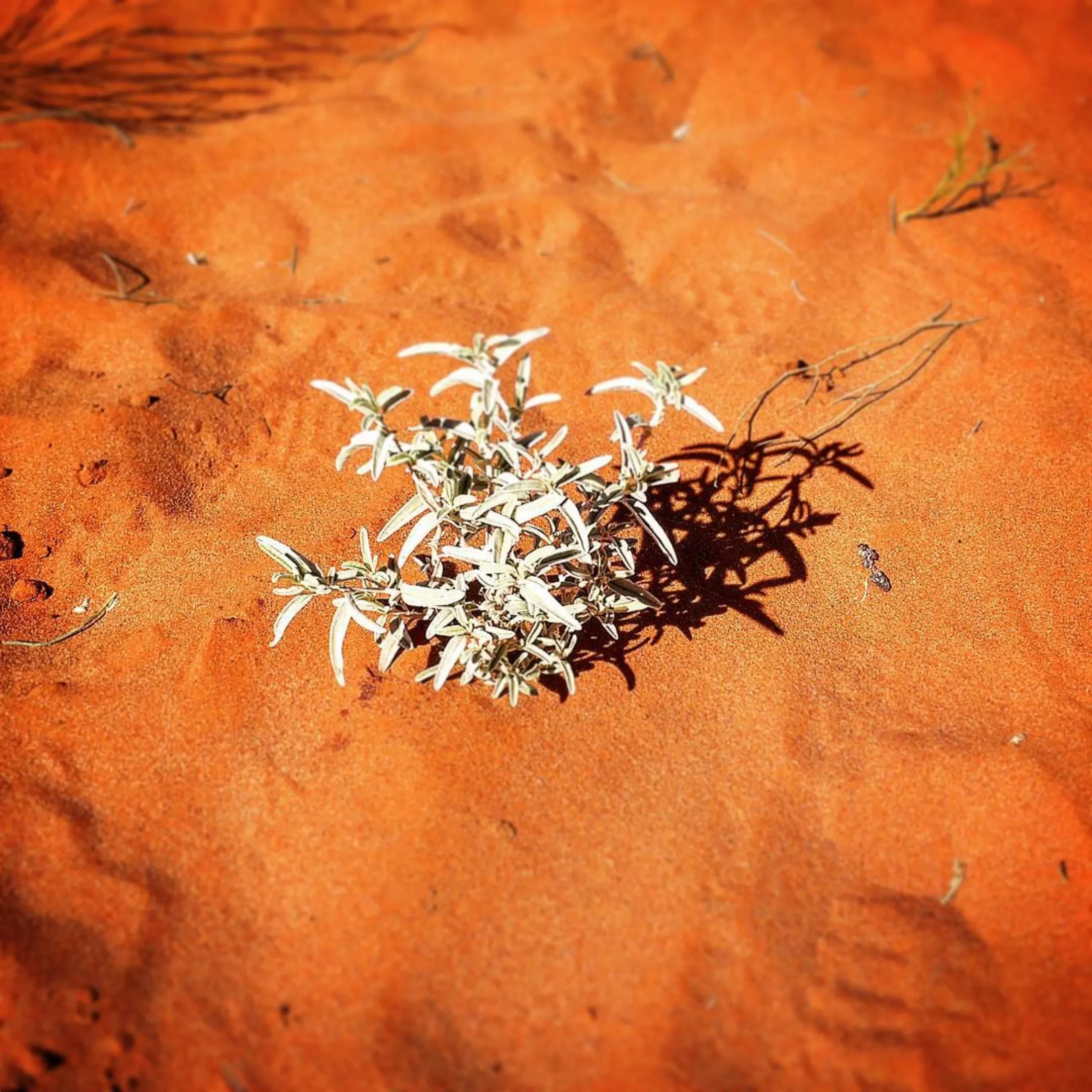 guided walks, Uluru