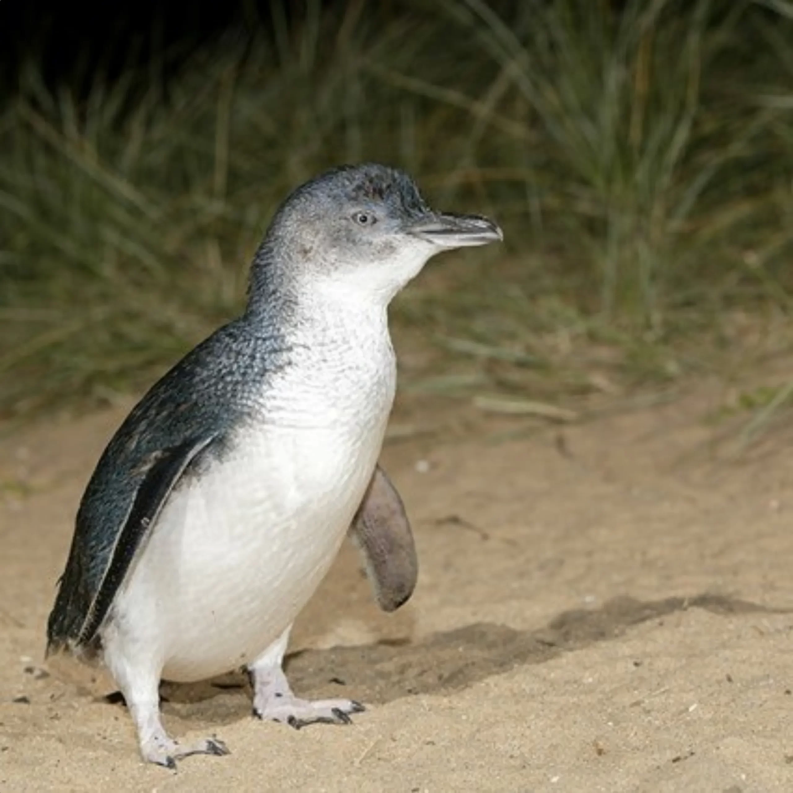 natural habitat, Phillip Island