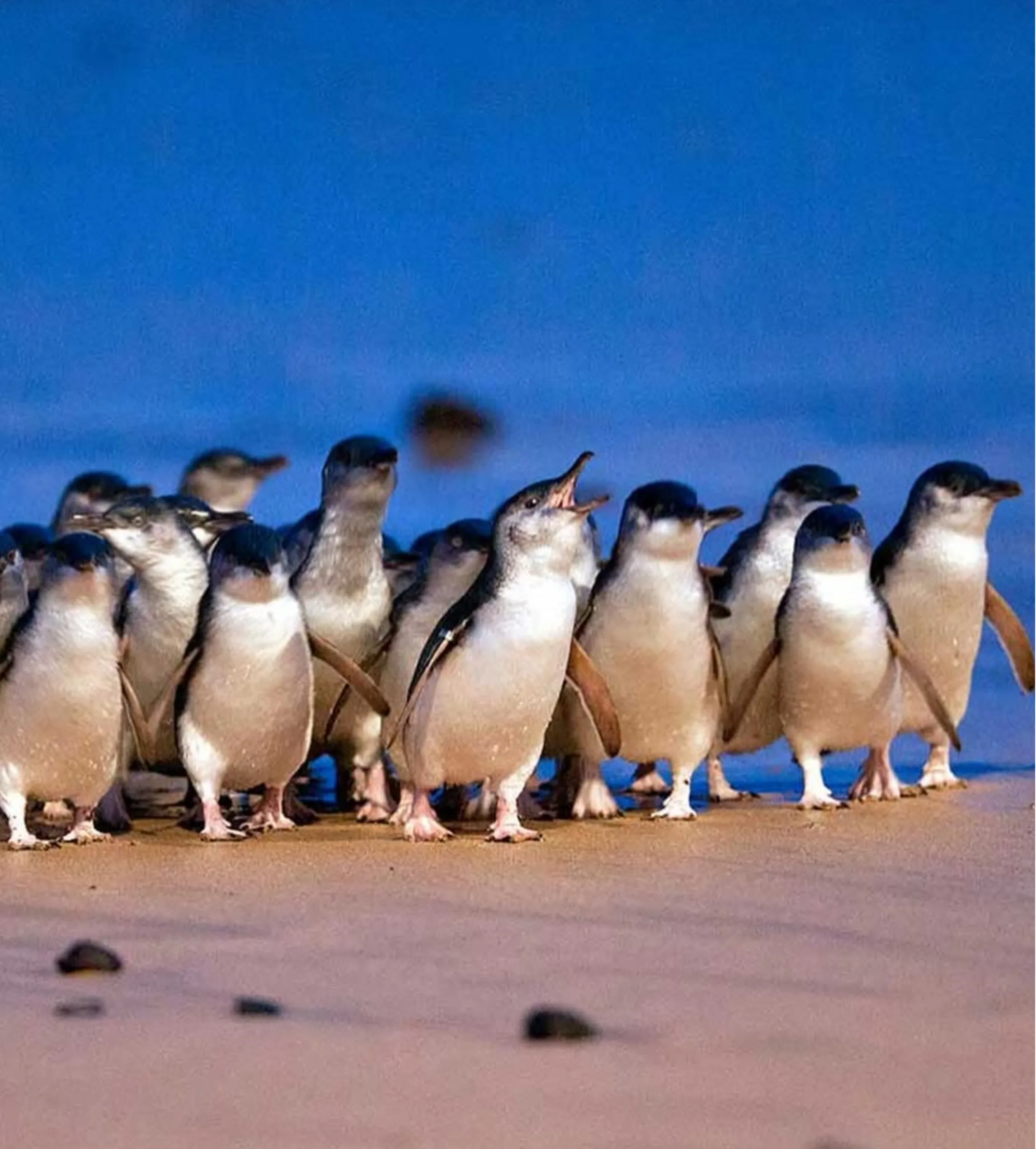 penguin colony, Phillip Island